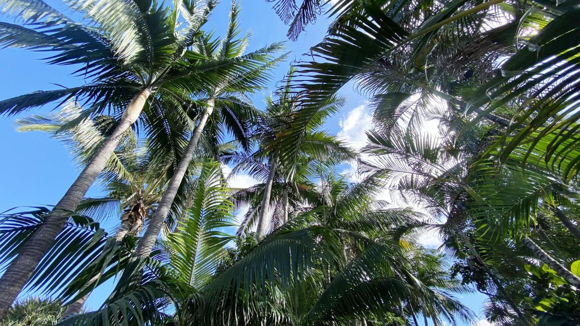 Coliver - Coliving A La Reunion Saint Pierre Dış mekan fotoğraf