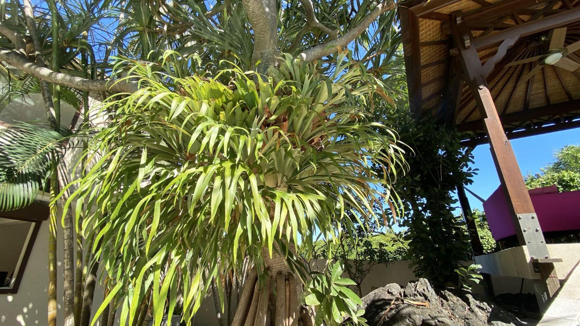 Coliver - Coliving A La Reunion Saint Pierre Dış mekan fotoğraf