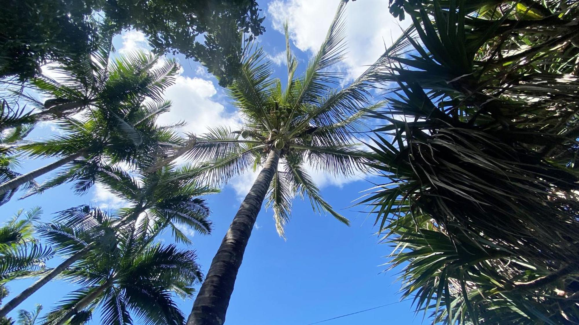 Coliver - Coliving A La Reunion Saint Pierre Dış mekan fotoğraf